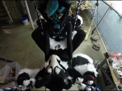 Murrsuiter gets pegged hard by a dominatrix in a swing Thumb