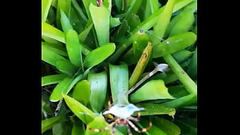 V&iacute_deo de verificaci&oacute_n Thumb